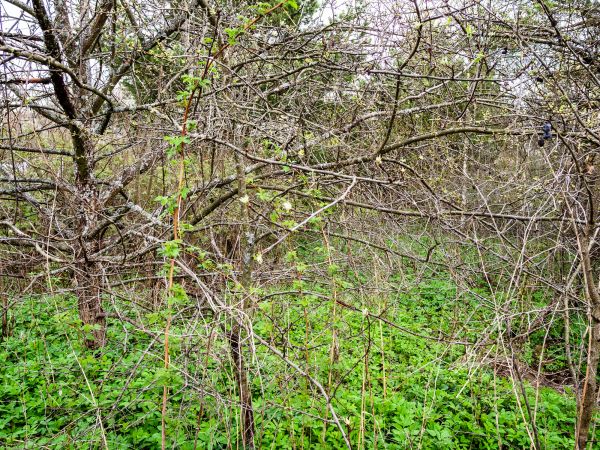 Underbrush Clearing in Panama City