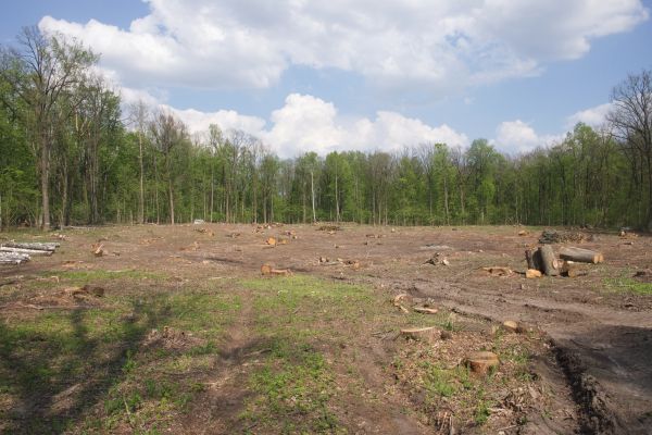 Pasture Clearing in Panama City