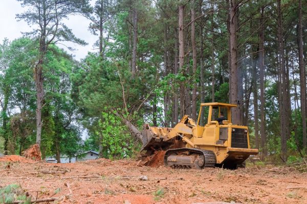 Forest Thinning in Panama City