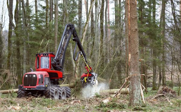 Forest Clearance Service in Panama City