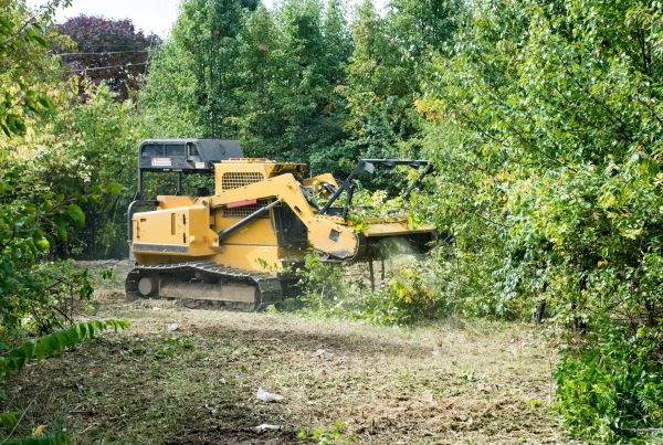 Pathway Clearing in Panama City