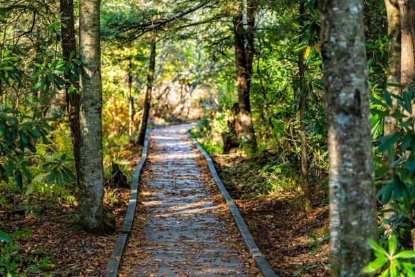 Trail Clearing in Panama City